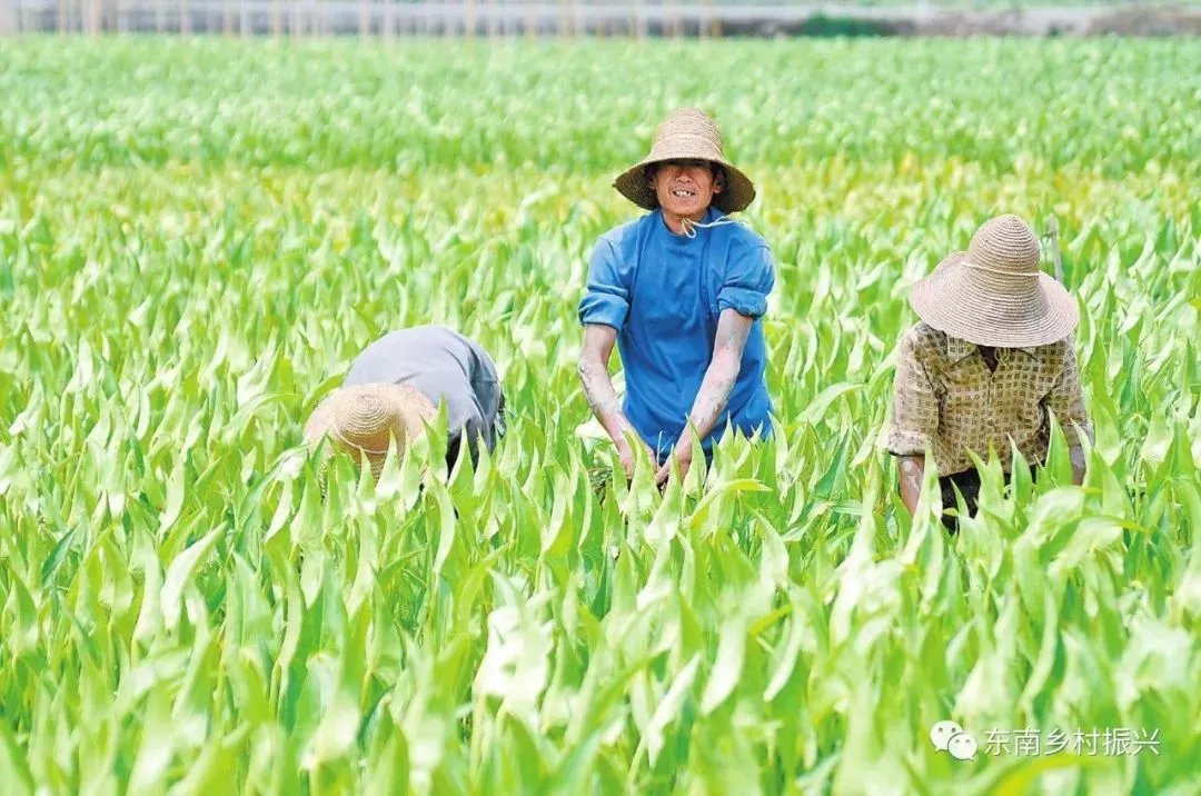 溫州：幫扶團(tuán)重點圍繞文成縣高山果蔬溫州國家農(nóng)業(yè)科技園區(qū)示范區(qū)建設(shè)開展工